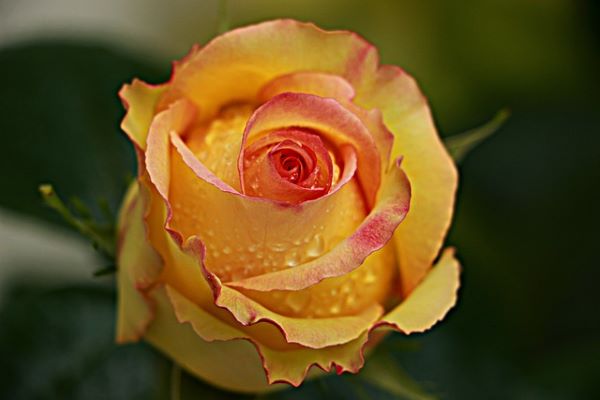 Bois-de-rose-huile-essentielle