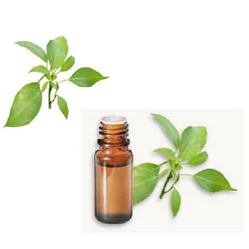 Huile-essentielle-Ravensara