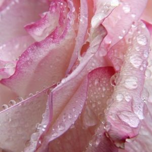 H E Bois de rose (feuilles)-Puissants Effets Régénérants