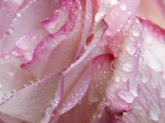 H E Bois de rose (feuilles)-Puissants Effets Régénérants