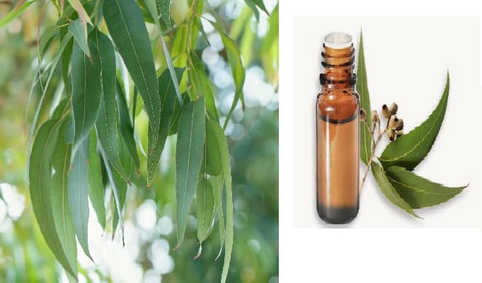 Eucalyptus Globulus H E Bio - Aide ä la respiration