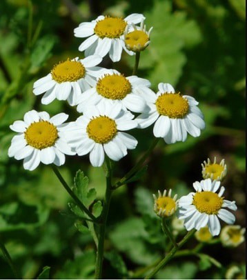 La grande camomille contre les migraines – Image 2