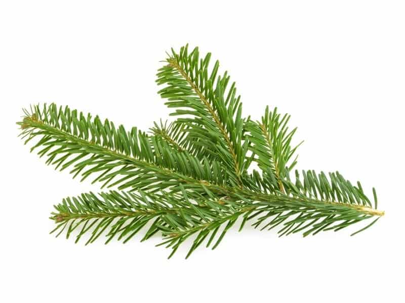 Sapin de Sibérie Bio - Huile Essentielle