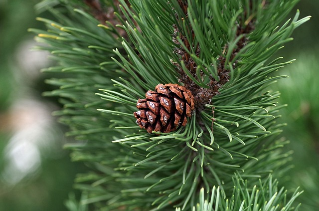 HE Sapin Sibérie - Huile Essentielle - Voies respiratoires